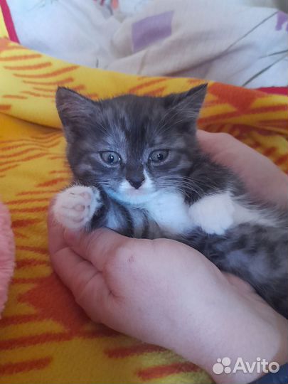 Шотландская вислоухая кошка бесплатно