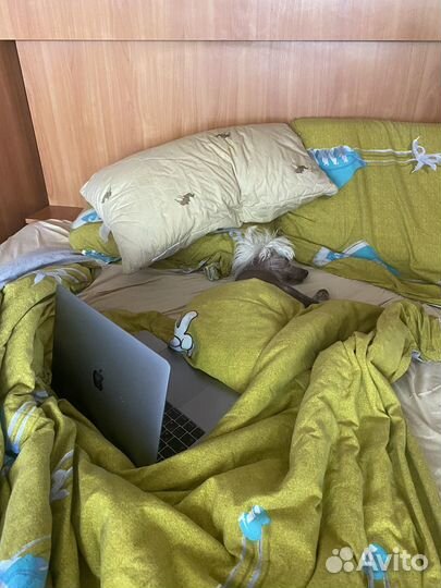 Передержка собак и кошек