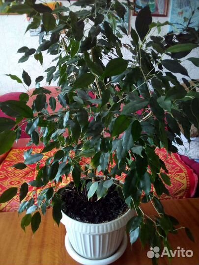Фикус Бенджамина