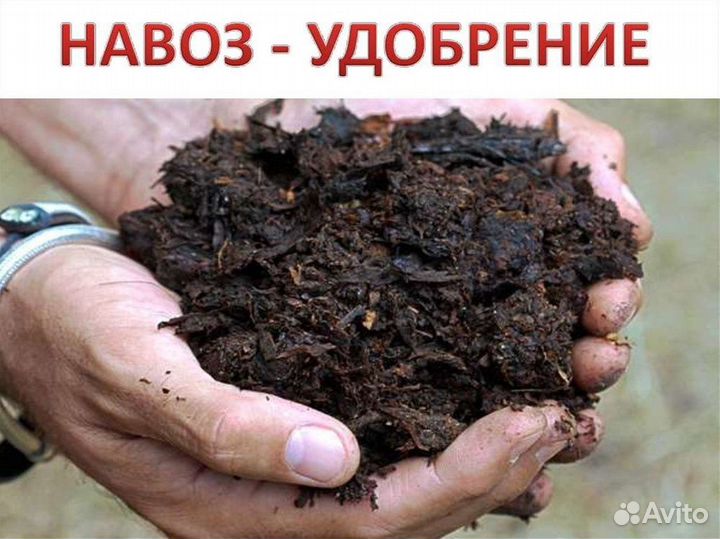 Коровий Навоз