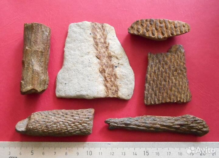 Отпечатки растений. Хвощи. Карбон, 300-350 млн.лет