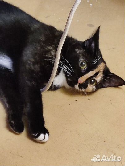 Кошки в добрые руки