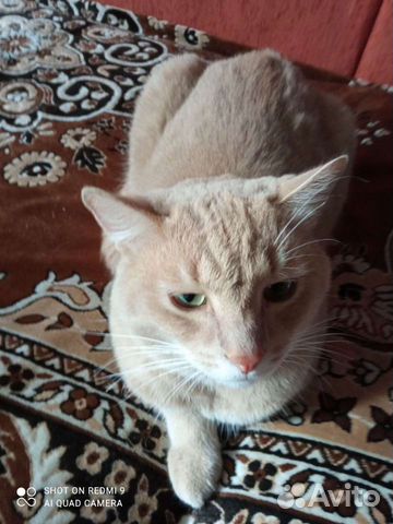 Кошка в дар