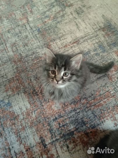 Сибирские котята
