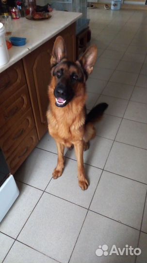 Ищем подружку для вязки