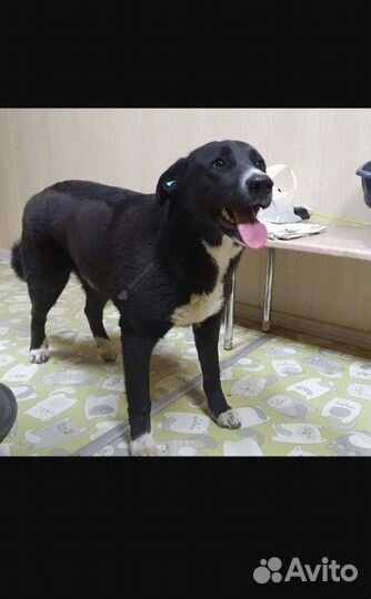 Собака в добрые руки