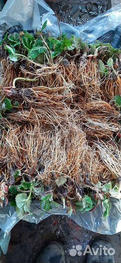 Рассада клубники зелёнка и фриго