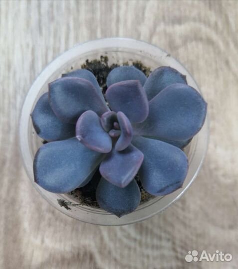 Суккуленты домой и в офис