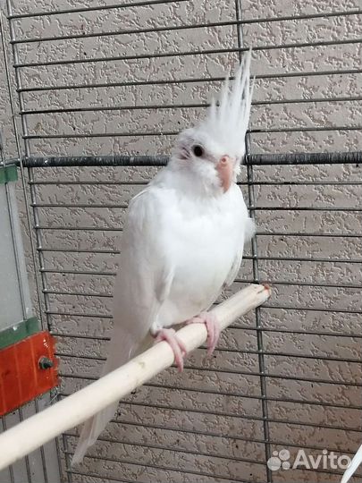 Попугай корелла безлицая(бесщекая)