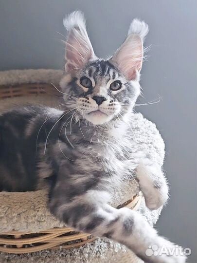 Котенок мейнкун