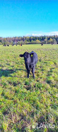 Быки абердин ангус