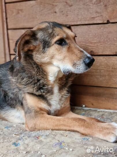 Собака которая не хочет жить и не верит человеку