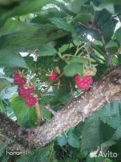 Малина Геракл, Тибетская малина