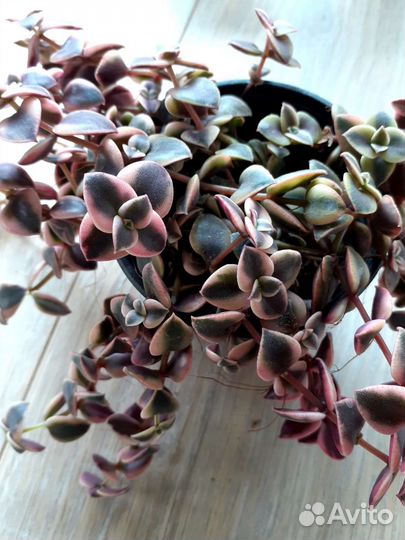 Крестовник, эхеверии, церопегия и др