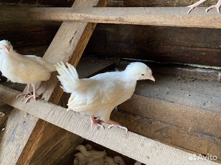 Курицы несушки молодки