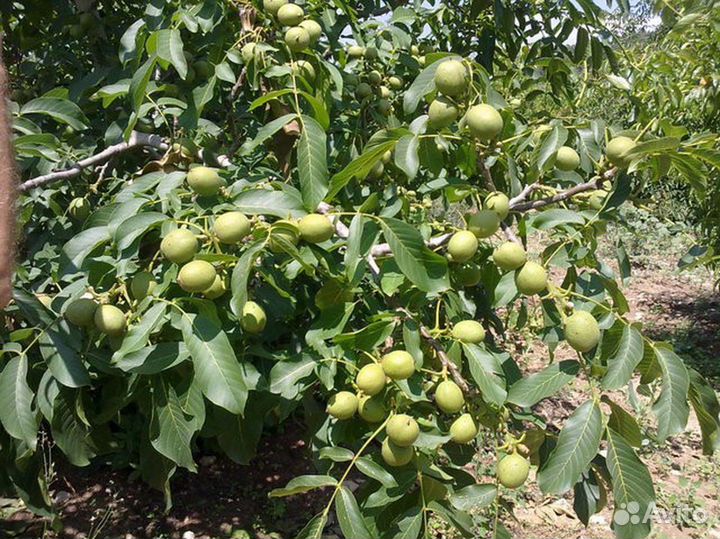 Грецкий орех «Идеал»