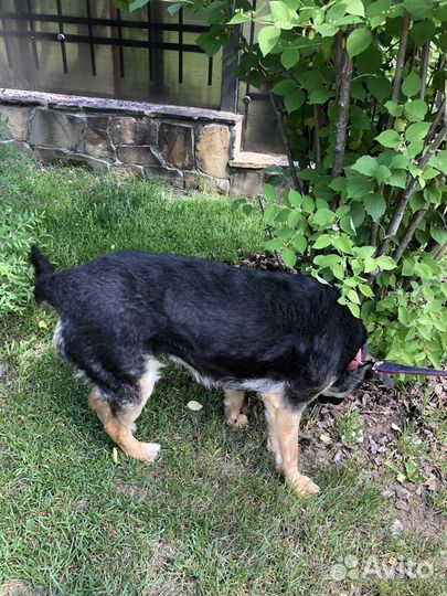 Собака бесплатно в добрые руки