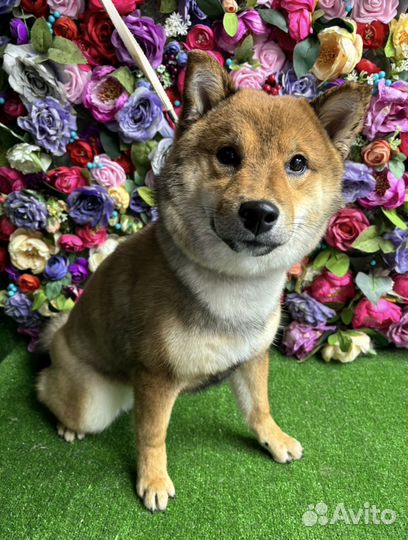 Груминг Стрижка собак