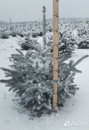 Елка голубая в горшках - оптом