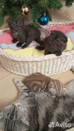 Шотландские котята