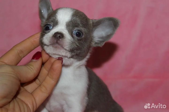 Щенок Чихухуа Девочка стандарт
