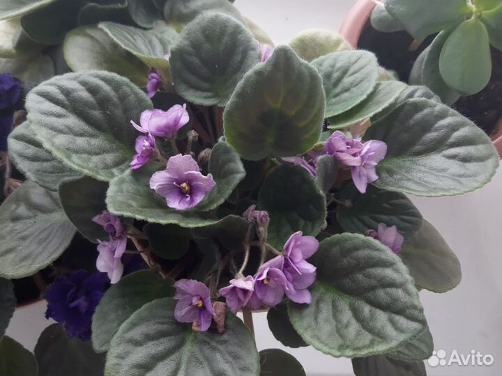 Фиалка цветущая