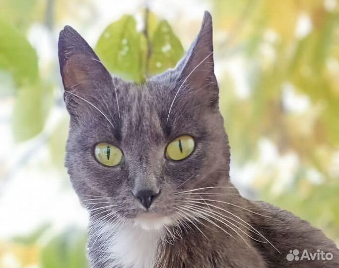 Нэсси - молодая стерильная кошечка в хорошие руки