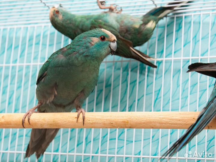 Попугай какарик синий малыши