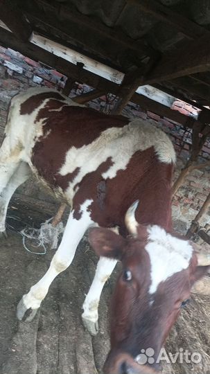 Тёлочка и телка