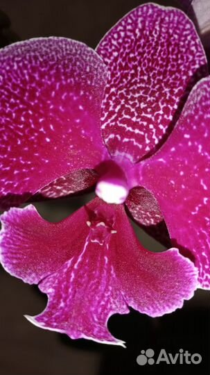 Биг лип галакси (зоя)