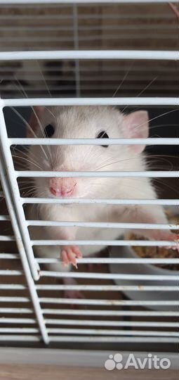 Крысы с клеткой девочки