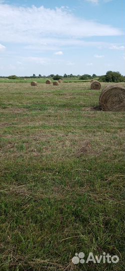 Сено в рулонах 3000 за тону