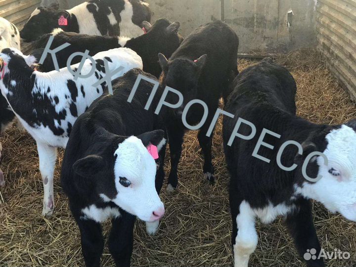 Бычки и телята