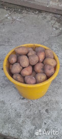 Продам семенной картофель