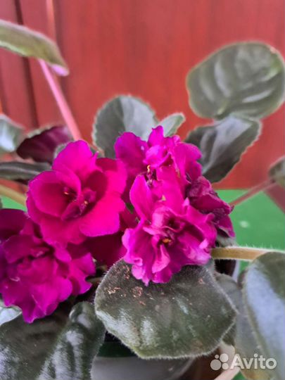 Фикус Бенджамина большой