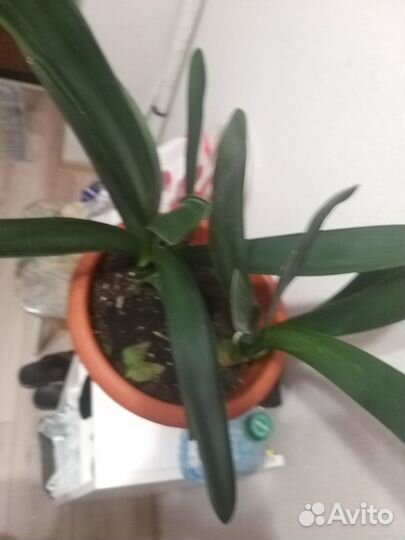 Цветок Кливия