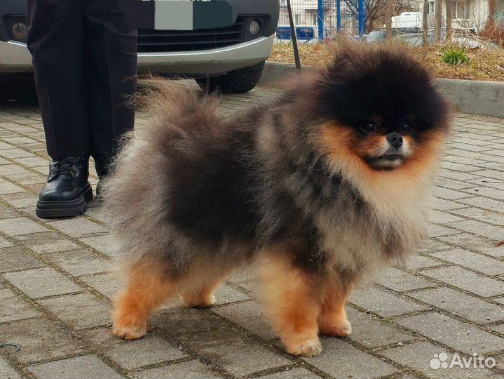 Вязка,померанский шпиц