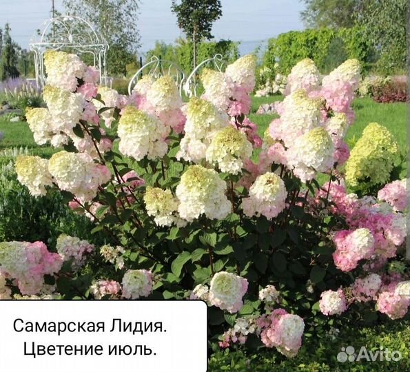 Гортензия метельчатая Самарская Лидия