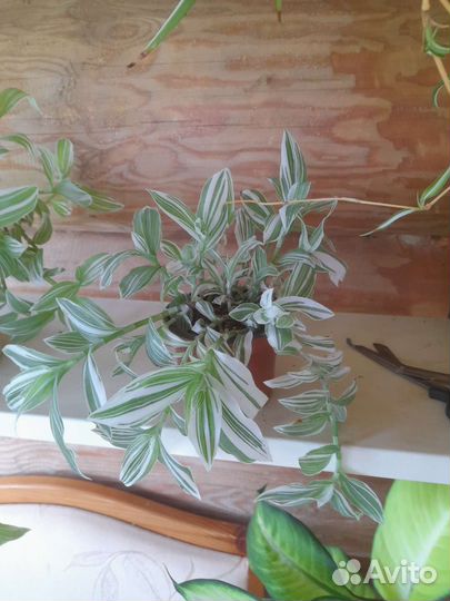 Традесканция Альба