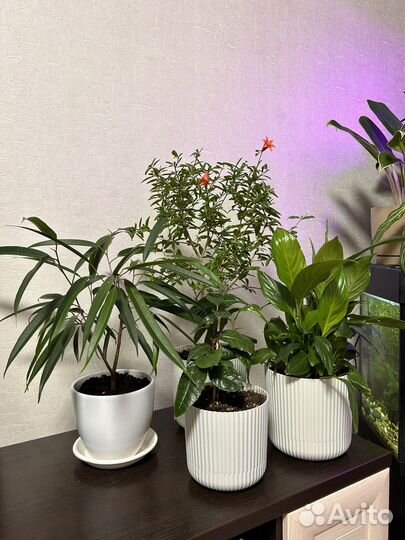 Комнатные цветы