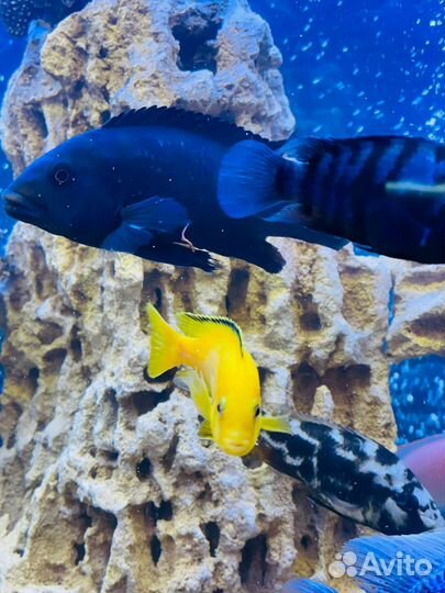 Меотис Песчаник