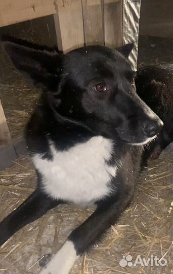 Собака стерильная