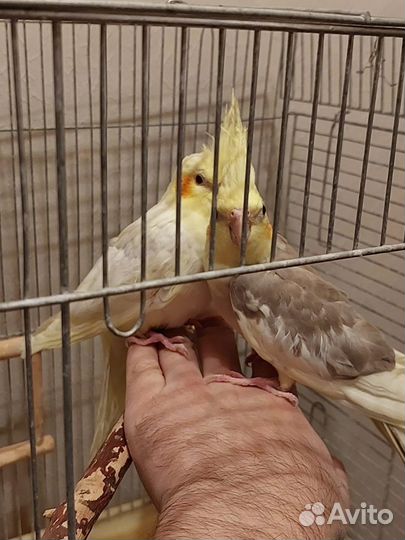 Волнистый попугай чех получех карелла ручной