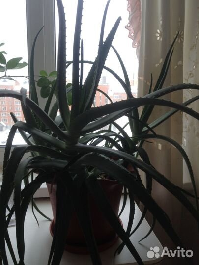 Алоэ лечебный с горшком