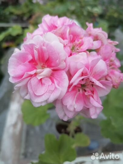 Пеларгонии сортовые