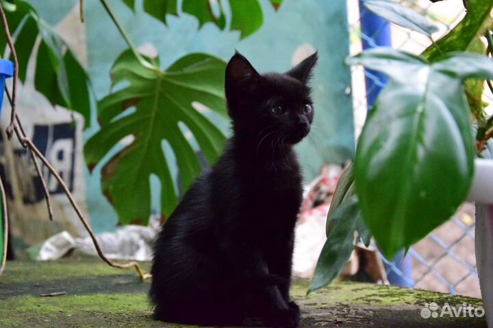 Черный котенок