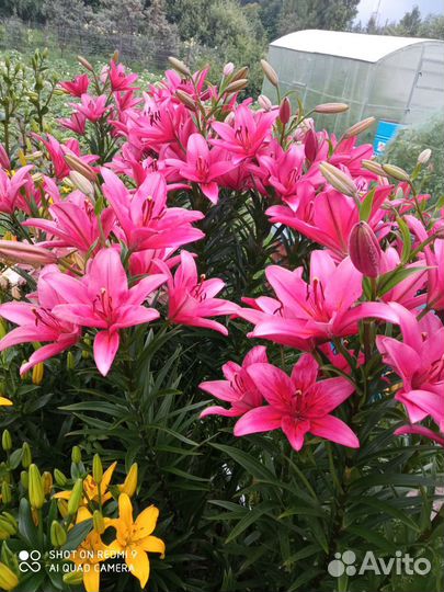 Лилии луковицы