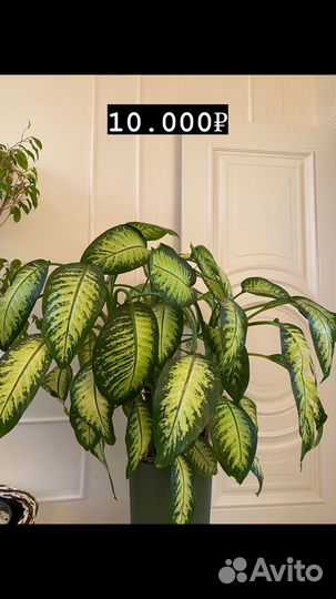 Комнатные цветы