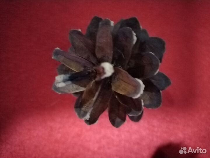 Продам сосновую или пихтовую шишку