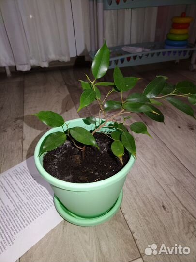 Фикус бенджамина